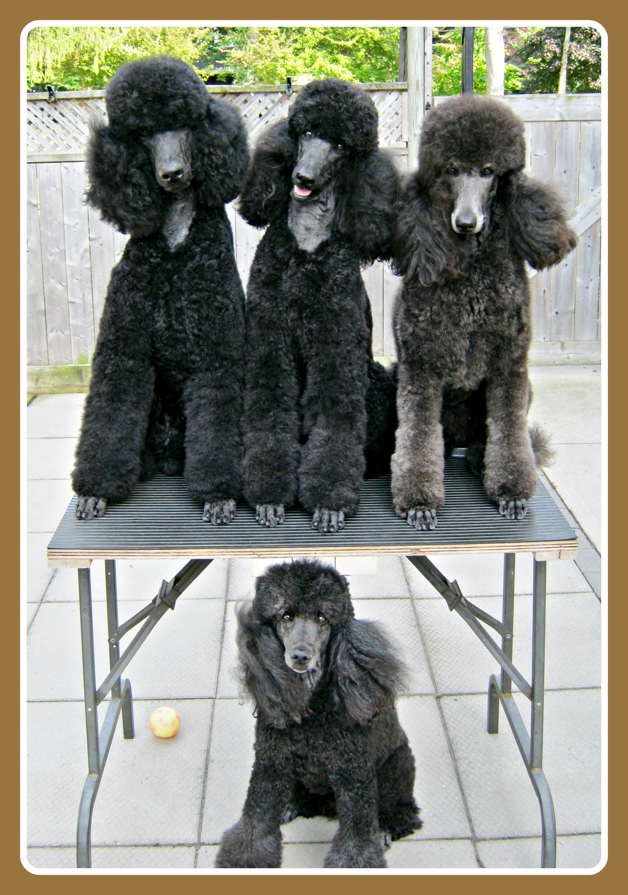 Brown And Black Standard Poodle Breeder Beaucaniche Standard